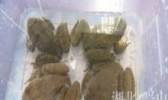 兴山石蛙
