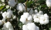 枝江棉花