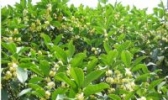 宜都八月桂