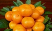 宜都黑岩子蜜柑