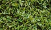 洪山茶