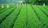 清江茶