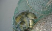 沮漳鱼