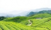 清江坪茶叶