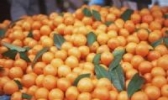窑湾蜜桔
