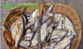长阳清江鱼