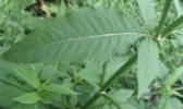 续断
