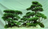 盆景