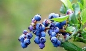 保康高山蓝莓