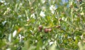 枣阳油茶