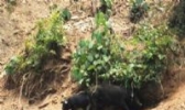 襄阳黑猪
