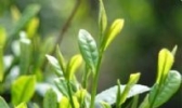 刘猴茶叶