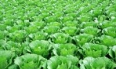 孔湾大白菜