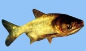 蔡甸沉湖鳙鱼