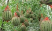 蔡甸西甜瓜