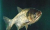 蔡甸沉湖