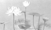武汉绢花