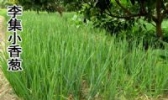 李集小香葱