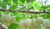 炒白果