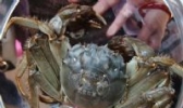 梁子湖大河蟹
