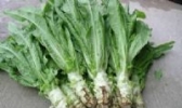 新洲莴苣