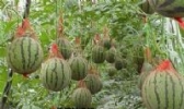 江夏西甜瓜