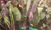 洪山紫菜苔