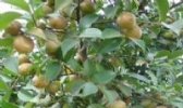 花垣油茶