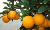 花垣脐橙