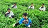 保靖黄金茶