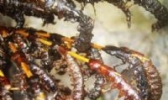 油炸水蜈蚣