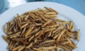 油炸竹虫