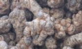白三七