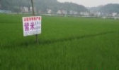 涟源紫米