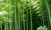 益阳楠竹