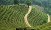 沅江茶叶