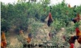 金毛乌肉鸡