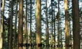 会同广木
