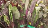 荆坪无公害蔬菜