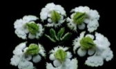 靖州雕花蜜饯