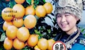 麻阳柑橘