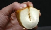 法新豆腐