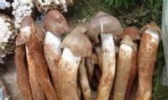 洞口枞菌