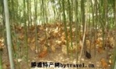洞口土鸡