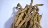 邵东玉竹