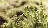南山牌蕨菜