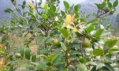 东安油茶