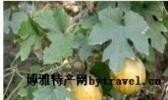 永州栝蒌子