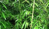 湘妃竹