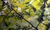 宁远山苍子